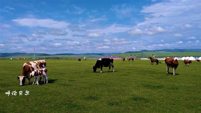 呼伦贝尔草原的深情眷恋